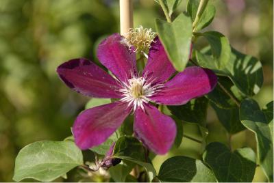 Clematis 'Westerplatte' (3149_0.jpg)