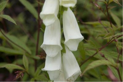 Digitalis purpurea 'Alba' (315_0.jpg)