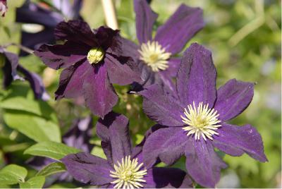 Clematis 'Romantika' (3166_0.jpg)