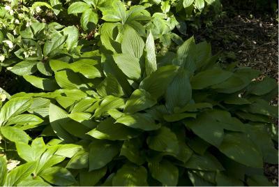 Hosta 'Maraschino Cherry' (3174_0.jpg)