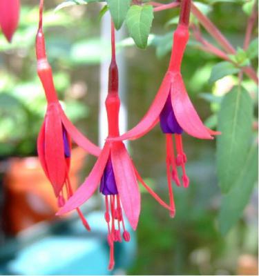 Fuchsia magellanica 'Riccartonii' (3221_0.jpg)