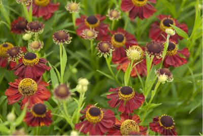 Helenium 'Rubinzwerg' (3223_0.jpg)