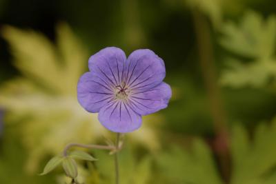 Geranium 'Blue Sunrise' (3241_0.jpg)