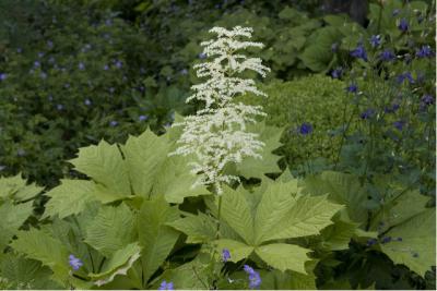 Rodgersia 'Die Anmutige' (3253_0.jpg)