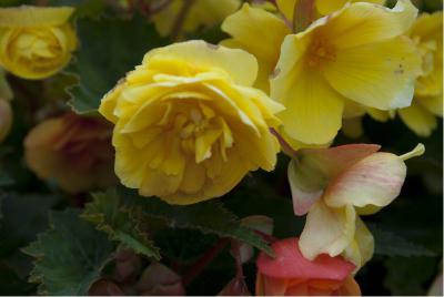 Begonia 'Illumination Apricot Shades' (3256_1.jpg)