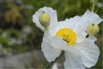 Romneya coulteri (3298_0.jpg)