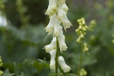 Aconitum septentrionale 'Ivorine' (32_0.jpg)