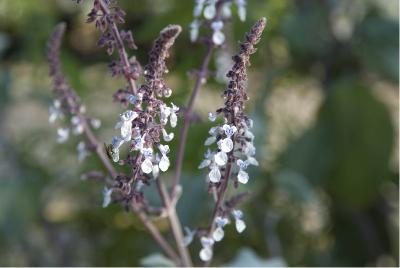 Plectranthus argentatus (3336_0.jpg)