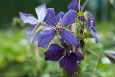 Clematis 'Jackmanii' (3344_0.jpg)