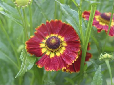 Helenium 'Königstiger' (3363_0.jpg)