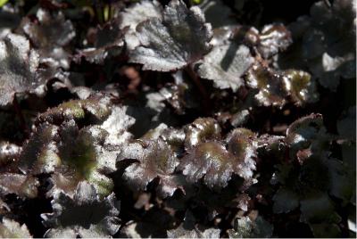 Saxifraga cortusifolia 'Black Ruby' (3378_0.jpg)