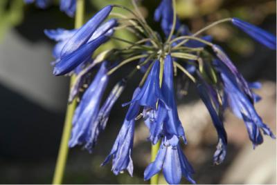 Agapanthus 'Purple Cloud' (3379_0.jpg)