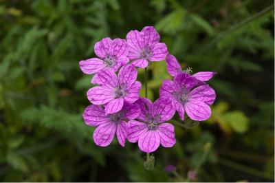 Erodium manescavii (337_0.jpg)