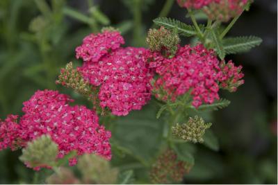 Achillea 'Rose Madder' (3384_0.jpg)