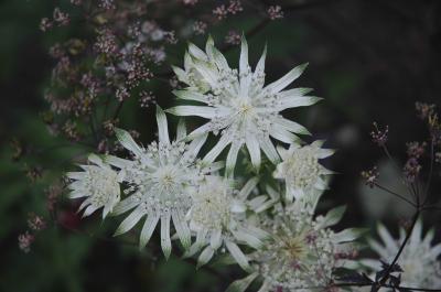 Astrantia major 'Celtic Star' (3390_0.jpg)