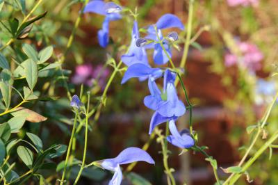 Salvia patens 'Guanajuato' (3464_1.jpg)