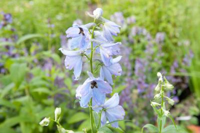 Delphinium 'Morgentau' (3477_0.jpg)