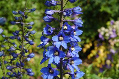 Delphinium 'Zauberflöte' (3480_0.jpg)