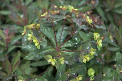 Euphorbia amygdaloides 'Purpurea' (350_0.jpg)