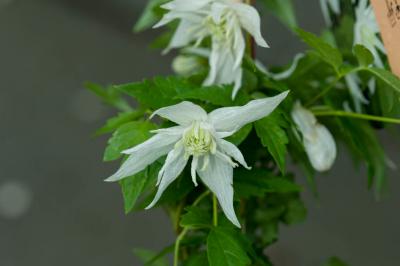 Clematis 'Albina Plena' (3512_0.jpg)