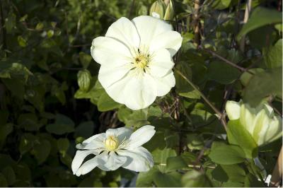 Clematis 'Guernsey Cream' (3520_0.jpg)