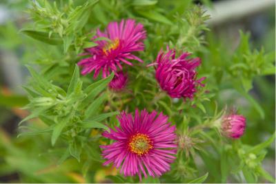 Aster novae-angliae 'Andenken an Alma Pötschke' (3551_0.jpg)