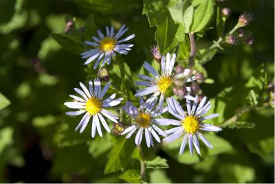 Aster ageratoides 'Asran' (3555_1.jpg)