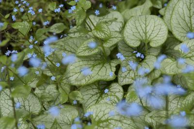 Brunnera macrophylla 'Jack Frost' (3579_0.jpg)