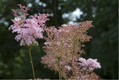 Filipendula rubra 'Venusta' (359_0.jpg)