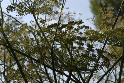 Foeniculum vulgare 'Giant Bronze' (362_0.jpg)