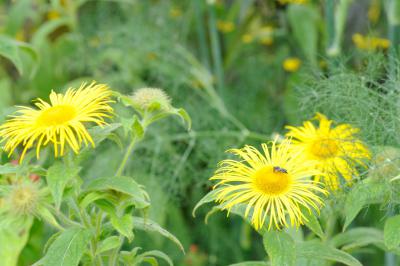 Inula hookeri (3649_1.jpg)