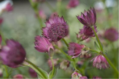 Astrantia major 'Roma' (3660_0.jpg)