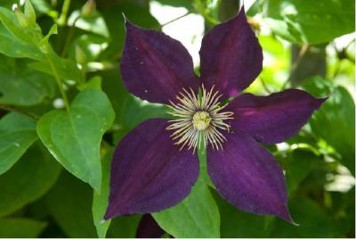 Clematis 'Mikelite' (3723_0.jpg)