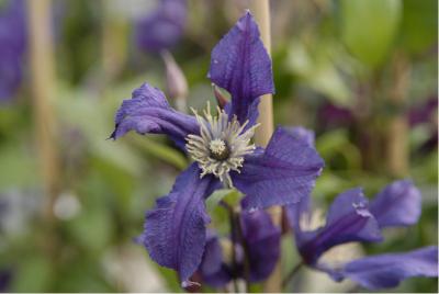 Clematis 'Blue Pirouette' (3724_0.jpg)