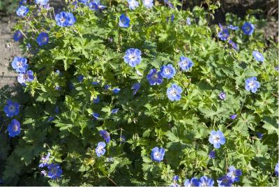 Geranium wallichianum 'Rozanne' (3729_1.jpg)