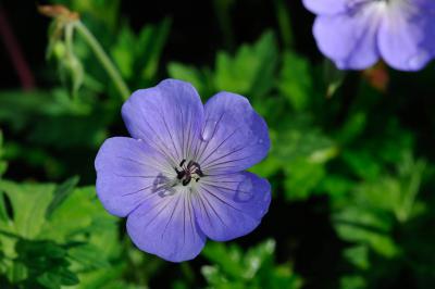 Geranium wallichianum 'Rozanne' (3729_2.jpg)