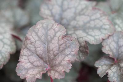 Heuchera 'Amethyst Myst' (3733_1.jpg)