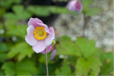 Anemone 'September Charm' (3744_0.jpg)