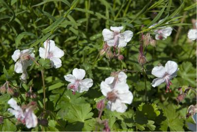 Geranium  x cantabrigiense 'Biokovo' (374_0.jpg)