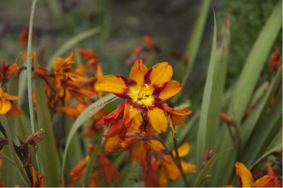 Crocosmia 'Emily McKenzie' (3759_0.jpg)