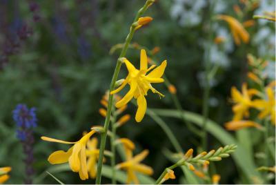 Crocosmia 'George Davison' (3760_0.jpg)