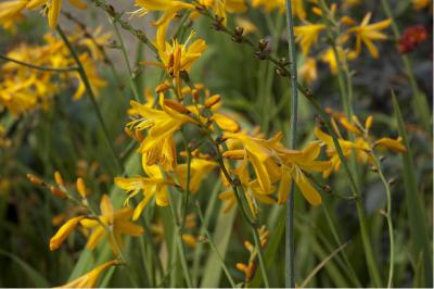 Crocosmia 'George Davison' (3760_1.jpg)