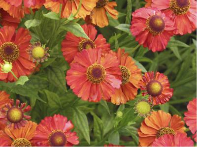 Helenium 'Indianersommer' (3763_0.jpg)