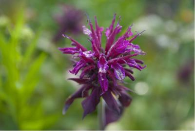 Monarda 'Kardinal' (3772_0.jpg)