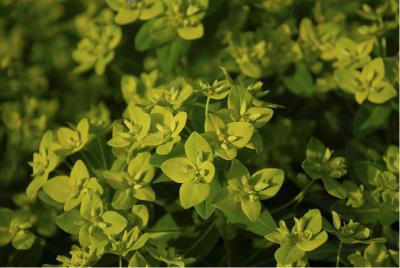 Euphorbia cornigera 'Goldener Turm' (3798_0.jpg)