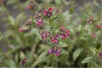 Pulmonaria 'Coral Springs' (3810_0.jpg)