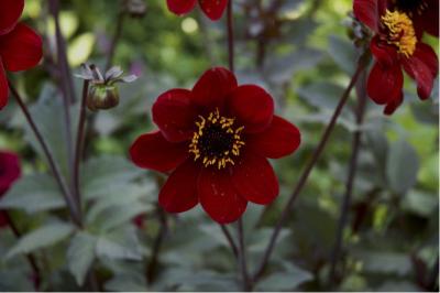 Dahlia 'Bishop of Auckland' (3826_0.jpg)