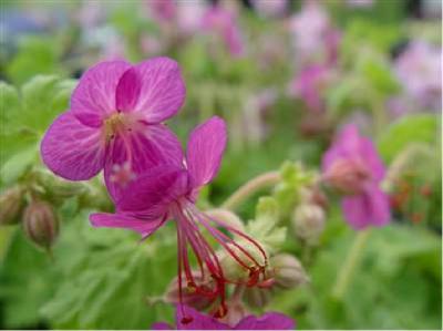 Geranium macrorrhizum 'Czakor' (383_0.jpg)