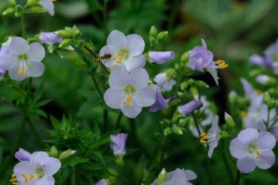 Polemonium 'Hopleys' (3840_0.jpg)