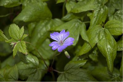 Geranium nodosum (386_0.jpg)